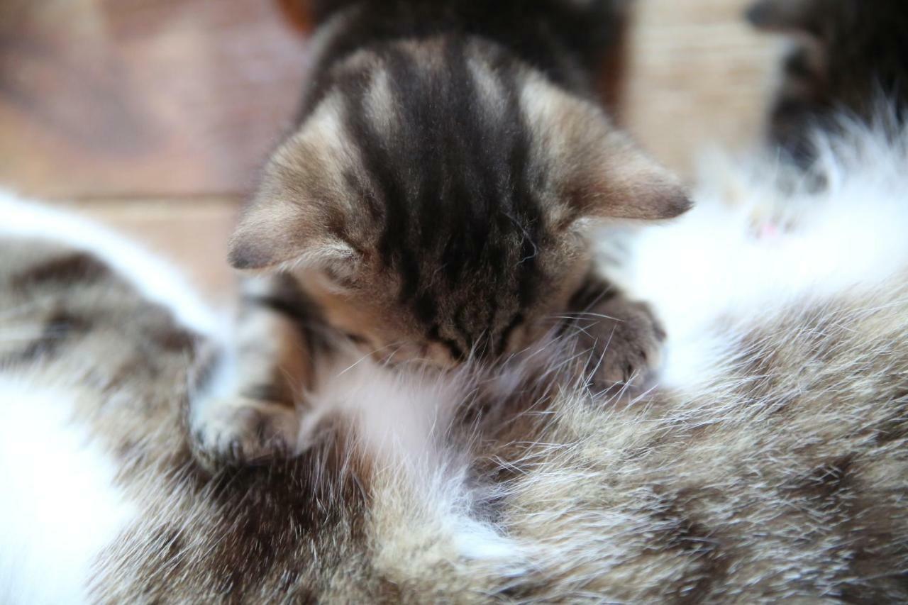 Uroczysko Skomackie Stare Juchy Exterior foto